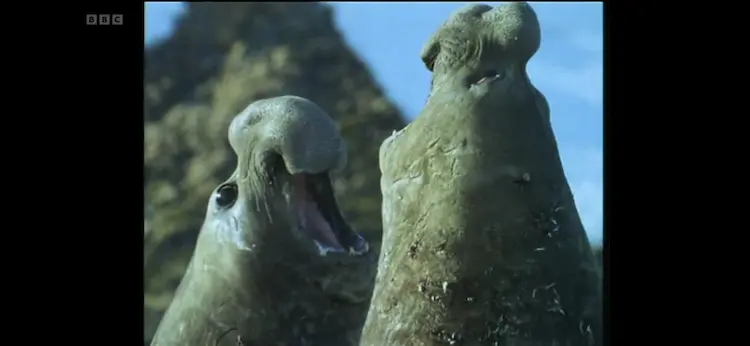 Animal screengrab from Life in the Freezer - The Ice Retreats